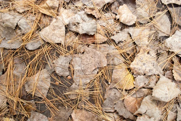 Ground Dried Leaves Pine Needles Closeup — Stock Photo, Image