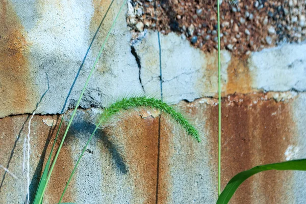 Зеленые Растения Старым Ржавым Фоном Стены — стоковое фото