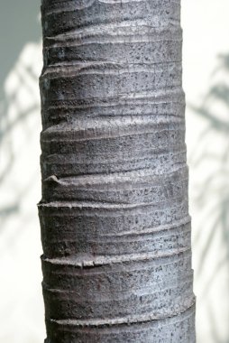 Dokulu palmiye ağacı gövdesikırpKırp görünümü