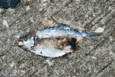 Asfalt arka planda hasarlı kurutulmuş balık