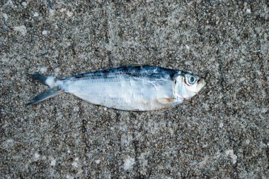 Asfalt arka planda hasarlı kurutulmuş balık