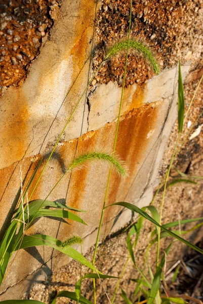 Plantas Verdes Con Viejo Fondo Pared Oxidada — Foto de Stock