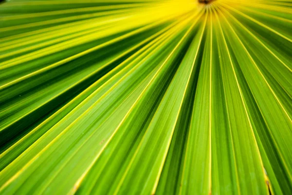 Dokulu Palmiye Ağacı Yaprağı Closeup — Stok fotoğraf