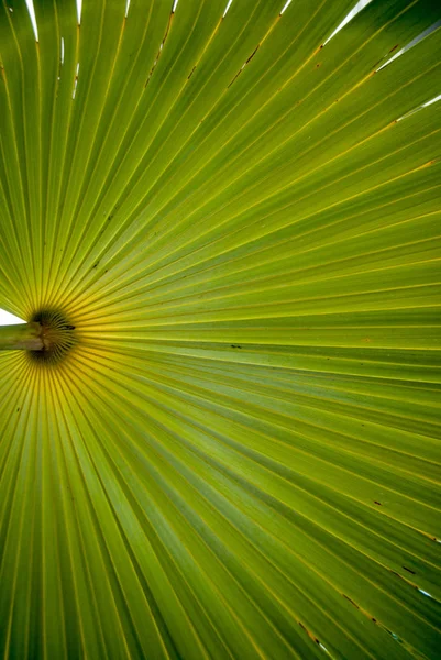 Dokulu Palmiye Ağacı Yaprağı Closeup — Stok fotoğraf