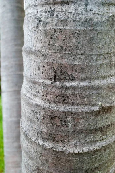 Bijgesneden Aanzicht Van Getextureerde Palmboom Stammen — Stockfoto