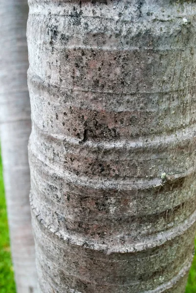 Bijgesneden Aanzicht Van Getextureerde Palmboom Stammen — Stockfoto