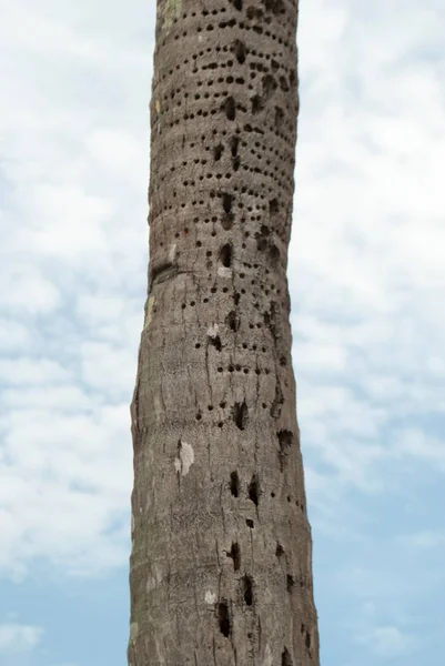 Beskuren Över Skadad Palm Trädstam Med Himmelsbakgrund — Stockfoto