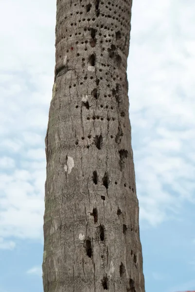 Обрезанный Вид Поврежденного Ствола Пальмы Фоне Неба — стоковое фото
