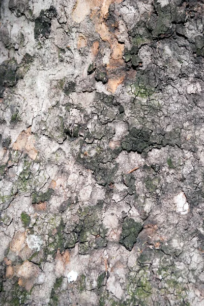 Sıkıntılı Grungy Çimento Yüzeyi — Stok fotoğraf