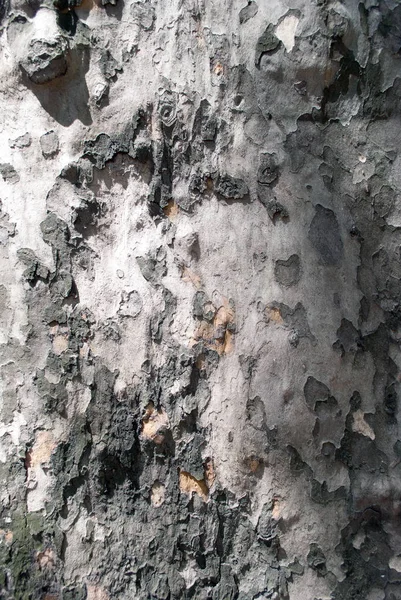 Sıkıntılı Grungy Çimento Yüzeyi — Stok fotoğraf