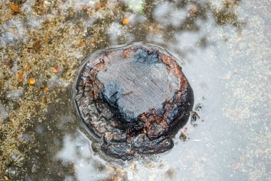 Yansıma ile yağmur dan sonra ıslak asfalt yol