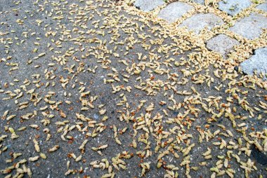 Gri beton yer karoları yüzey