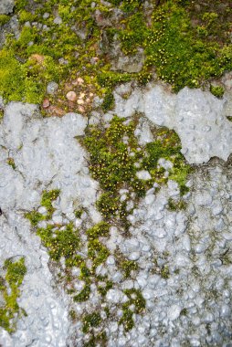 Sıkıntılı grungy çimento yüzeyi