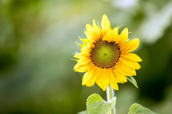 Jeden Žluté Slunečnice Okvětní Lístky Rozmazané Pozadí — Stock fotografie