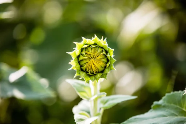 Eine Kleine Sonnenblume Verschwommener Hintergrund — Stockfoto