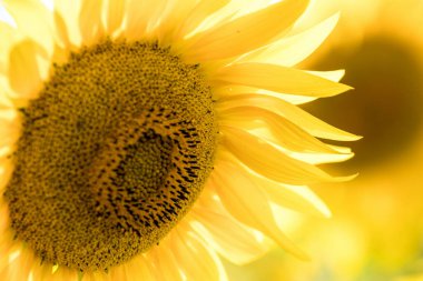 tarlada yetişen sarı ayçiçekleri 