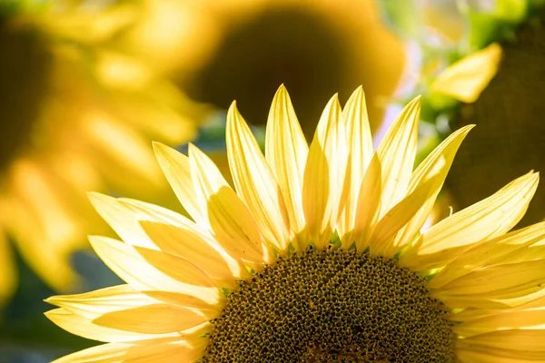 Tournesols Jaunes Poussant Dans Les Champs — Photo