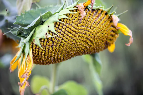 Detailní Záběr Krásné Žluté Slunečnice Poli Květin — Stock fotografie
