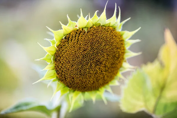 Detailní Záběr Krásné Žluté Slunečnice Poli Květin — Stock fotografie