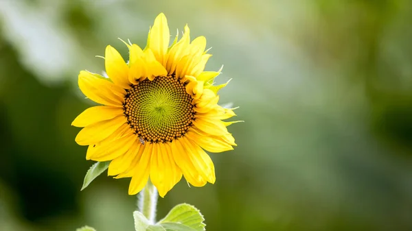 Tournesol Été Fleur Jaune Colorée — Photo