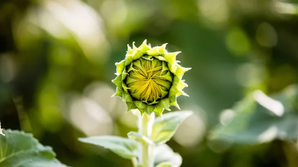 Nahaufnahme Von Schönen Gelben Sonnenblumen Blumenfeld — Stockfoto