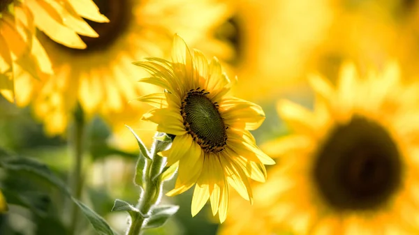 Tournesols Été Fleurs Jaunes Colorées — Photo