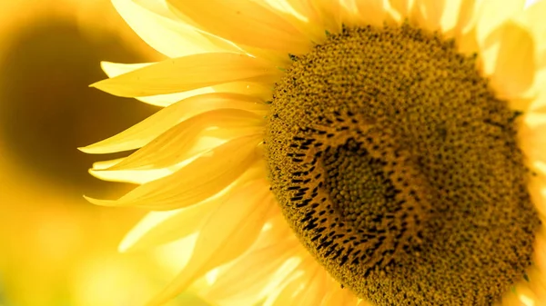 Крупним Планом Красивий Жовтий Соняшник Полі Квітів — стокове фото