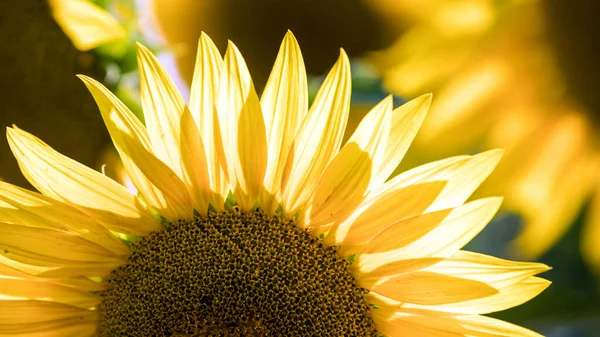 Крупним Планом Красивий Жовтий Соняшник Полі Квітів — стокове фото