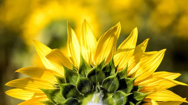 Крупный План Красивого Желтого Подсолнечника Поле Цветов — стоковое фото