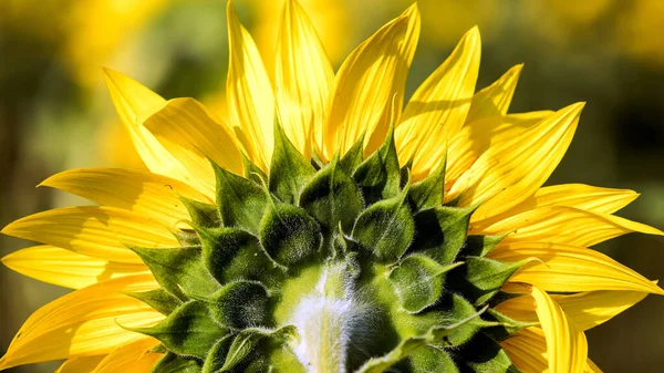 Gros Plan Beau Tournesol Jaune Dans Champ Fleurs — Photo