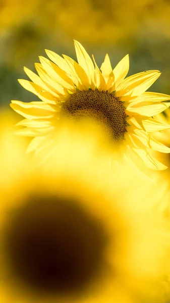 Tournesols Été Fleurs Jaunes Colorées — Photo