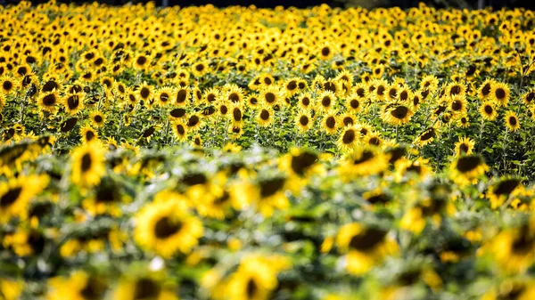 Sunflowers Summer Colorful Yellow Flowers — Stock Photo, Image