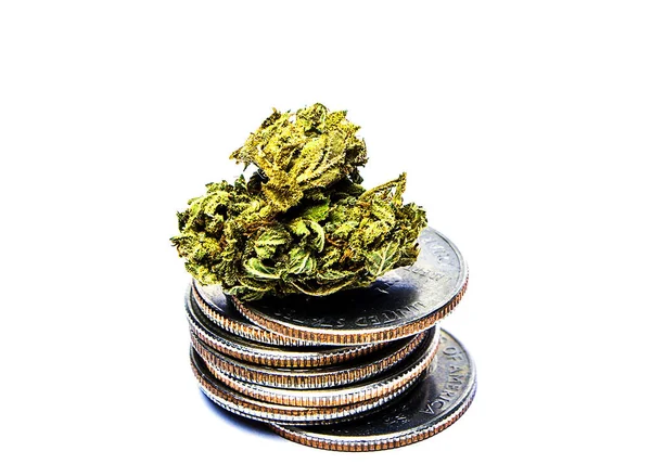 Marijuana Bud Tanaman Ganja Dan Uang Latar Belakang Putih — Stok Foto