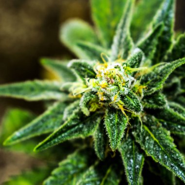 Esrar fabrikası, marihuana arka planda, yakın plan.