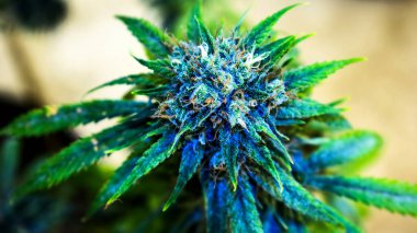 Esrar fabrikası, marihuana arka planda, yakın plan.