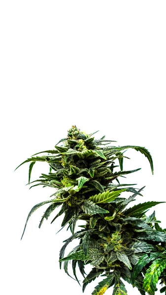 Planta Maconha Cultivo Maconha Fazenda Cannabis — Fotografia de Stock