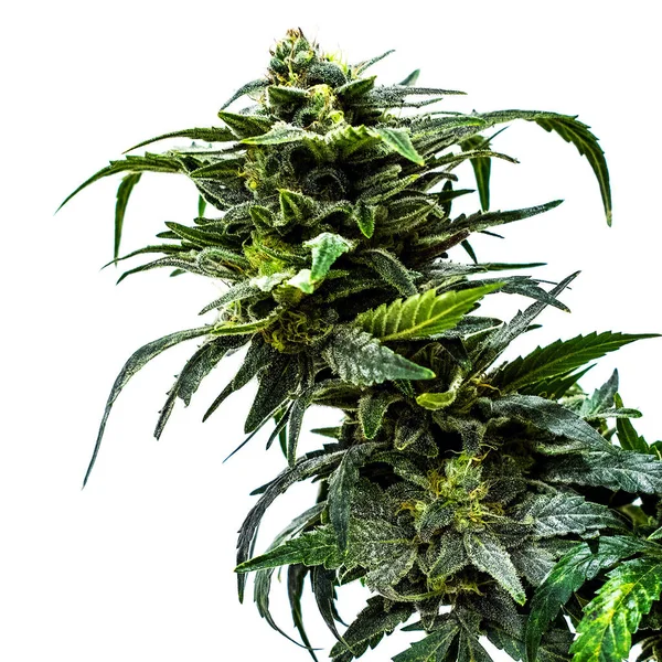 Esrar Bitkisi Marihuana Kenevir Tarlasında Büyüyen — Stok fotoğraf