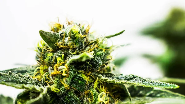 Marijuana Buds Background Close — Stock Photo, Image