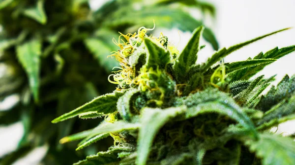 Pot Plant Marijuana Background Close — Stock Photo, Image