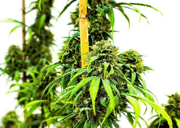 Pot Plant Marijuana Fundo Close — Fotografia de Stock