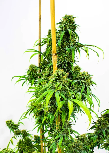 Pot Plant Marijuana Background Close — Stock Photo, Image