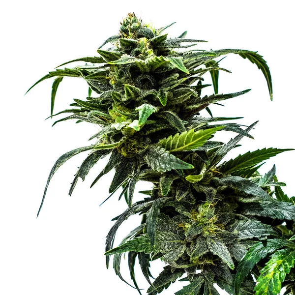 Planta Marihuana Cultivo Marihuana Granja Cannabis Imagen De Stock