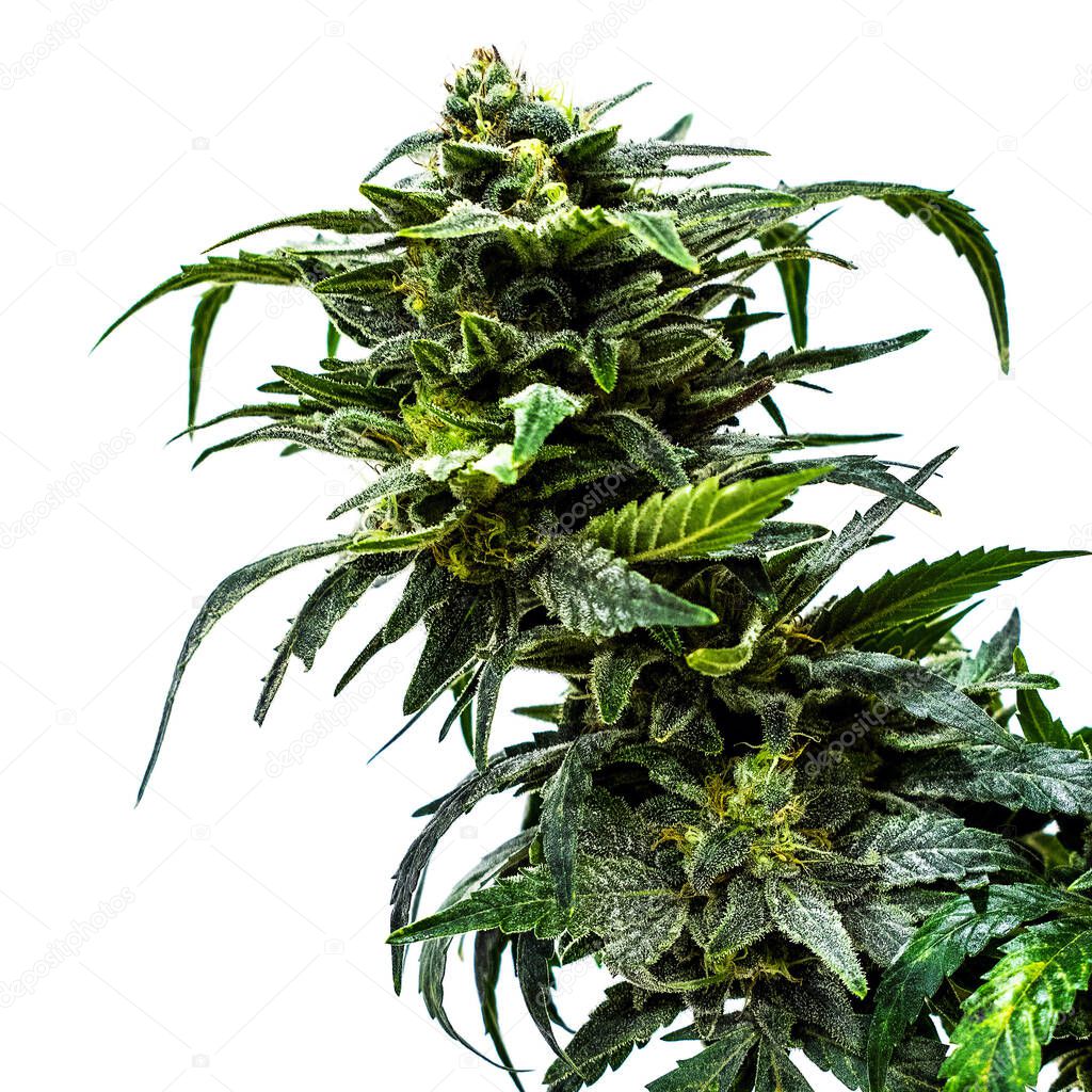 Pot Plant, Marijuana Growing on Cannabis Farm