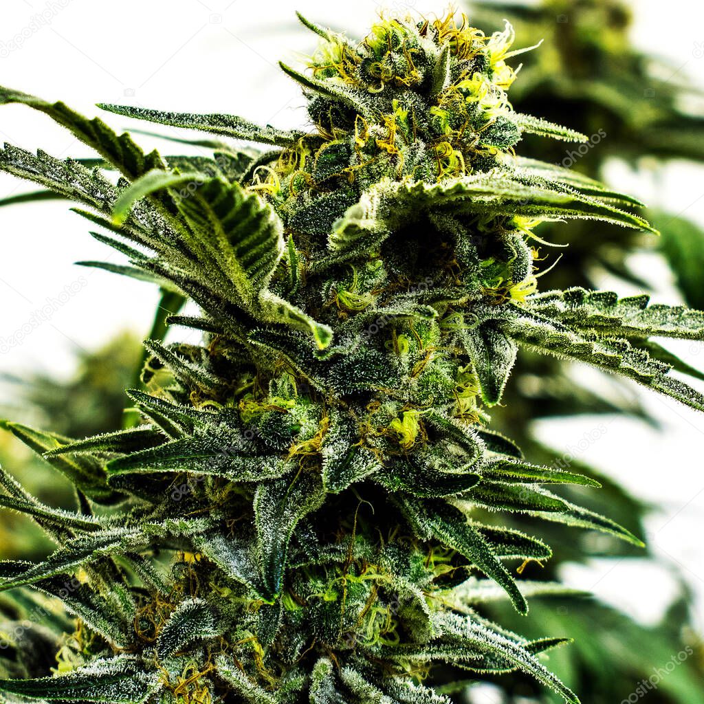 Pot Plant, Marijuana Growing on Cannabis Farm
