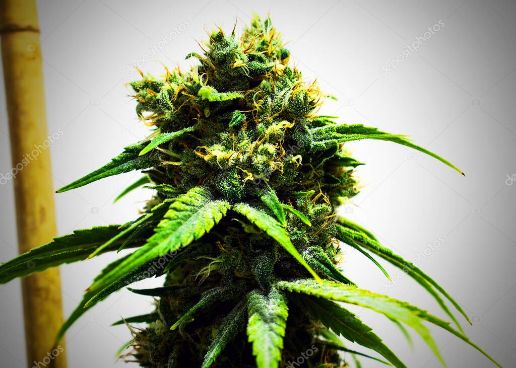 Pot Plant, Marijuana on background, close up