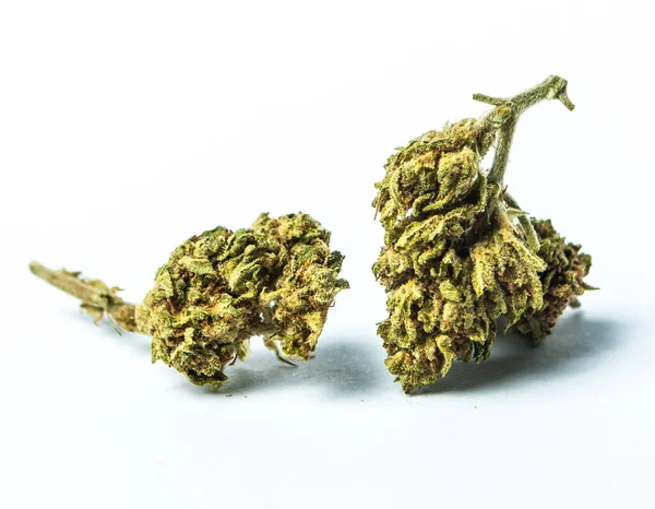 Marijuana Cannabis Fundo Branco — Fotografia de Stock