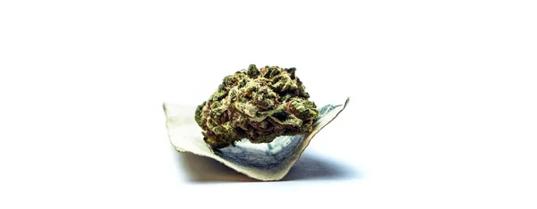 Marijuana Germoglio Sfondo Bianco — Foto Stock