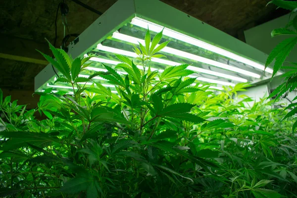 Pianta Vaso Marijuana Che Cresce Nella Cannabis Farm — Foto Stock