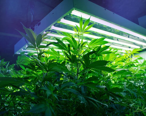 Φυτό Ποτ Μαριχουάνα Καλλιέργεια Cannabis Farm — Φωτογραφία Αρχείου