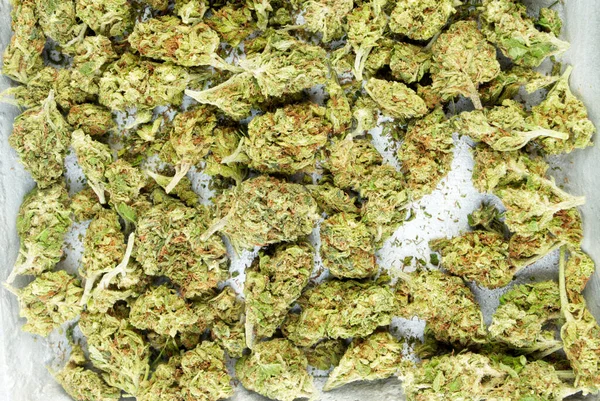 Marijuana Cannabis Legalização Fundo Close — Fotografia de Stock